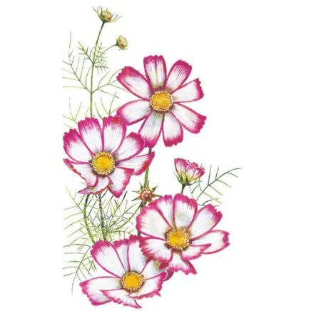 candystripe cosmos seeds