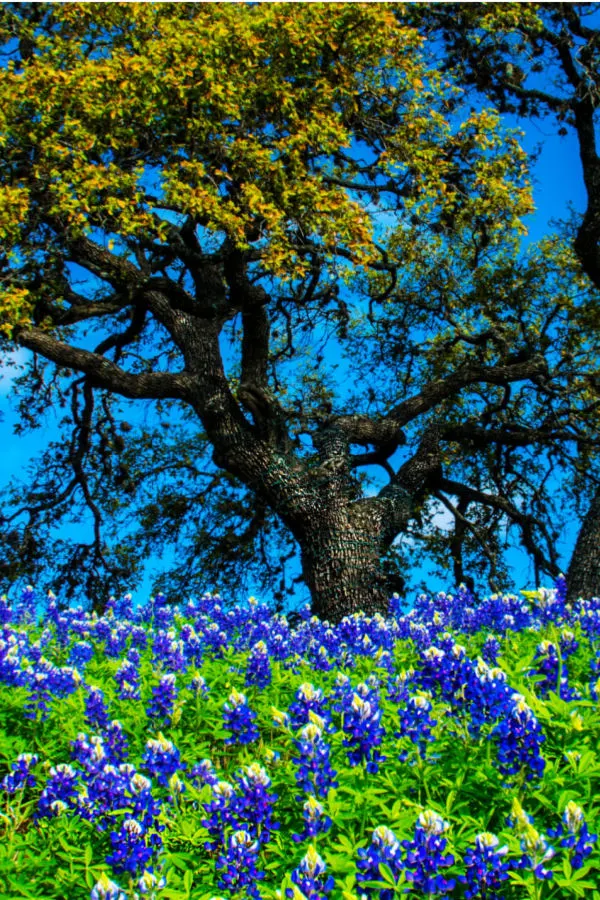 texas bluebonnet
