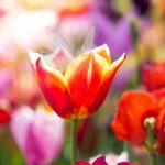 Meet Your Birth Month Garden Guardian (And Its Special Meaning)