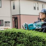 Seasonal Ritual: Evening Rituals of Falling Pecan Leaves Seasonal Ritual: Evening Rituals of Falling Pecan Leaves