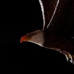 Seasonal Ritual: Jamming Willows into Thickets Drenched in Mist Seasonal Ritual: Jamming Willows into Thickets Drenched in Mist