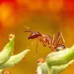 Best Of Harvesting Solitude Amongst the Thyme Best Of Harvesting Solitude Amongst the Thyme