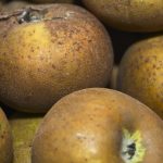 Seasonal Ritual: Thawing garden hearts under dappled sunlight humming bee symphony