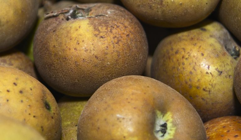 Seasonal Ritual: Thawing garden hearts under dappled sunlight humming bee symphony