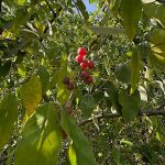 Food Forest Updates | The Survival Gardener