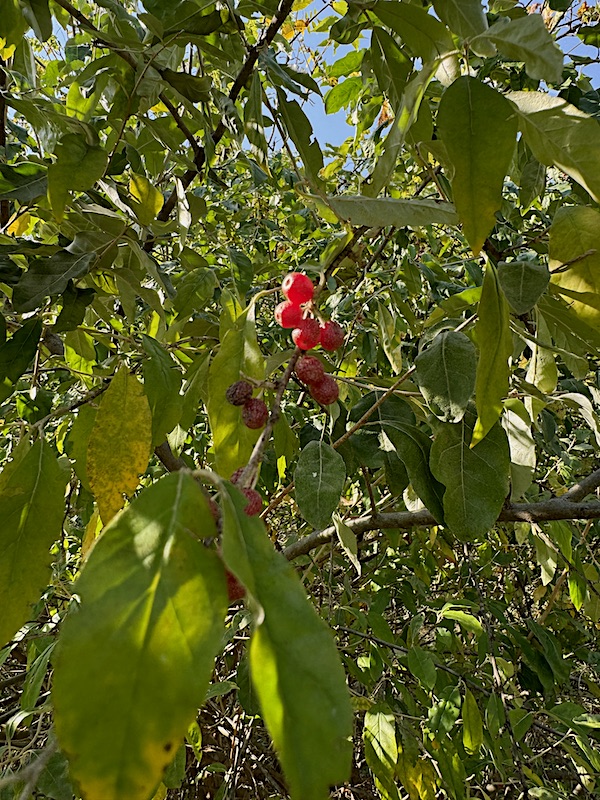 Food Forest Updates | The Survival Gardener