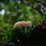 Poetic Guide: Rooted Where Earth Breathes With You