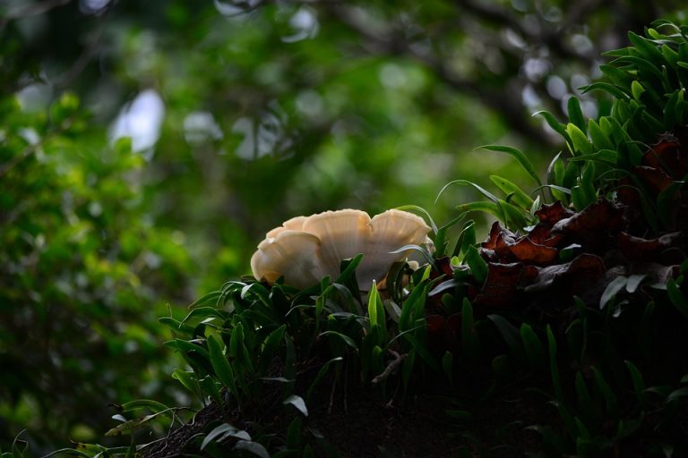 Poetic Guide: Rooted Where Earth Breathes With You