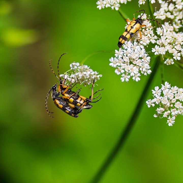 Eco How-To: Prune And Listen As Branches Sing