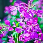 Poetic Guide to Midnight Blossoms Cultivating Moonlit Serenity Poetic Guide to Midnight Blossoms Cultivating Moonlit Serenity