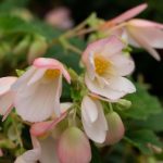 Symbolic Essay: The Alchemy of Concrete and Clay Pots Symbolic Essay: The Alchemy of Concrete and Clay Pots