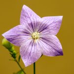 Poetic Guide to the Willow’s Whispered Hymn Poetic Guide to the Willow’s Whispered Hymn