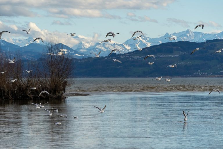 Eco How-To: Nectar Wars Where Concrete’s Veins Drip Nectar