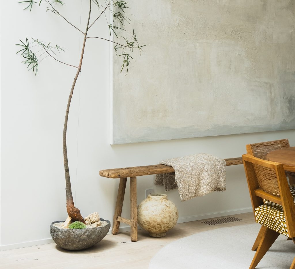 Queensland Bottle Tree: How to Care for the Houseplant With a Cult Following