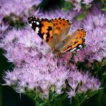 Top 5 Ideas Lessons from the Unplanned Garden Top 5 Ideas Lessons from the Unplanned Garden