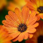 Seasonal Ritual: Dancing with Spring Blossoms