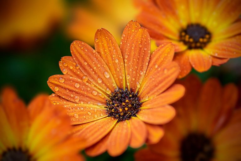 Seasonal Ritual: Dancing with Spring Blossoms