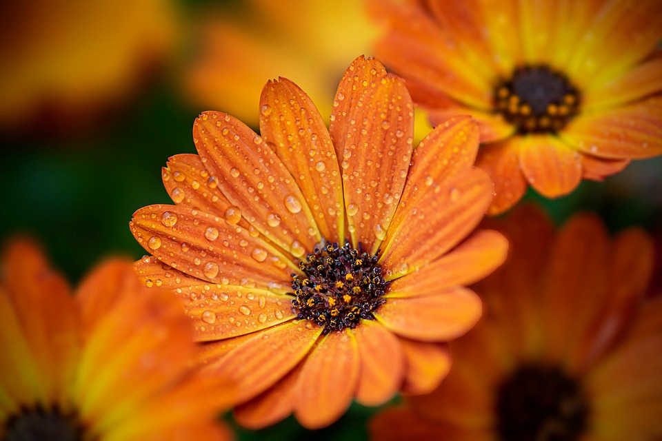 Seasonal Ritual: Dancing with Spring Blossoms