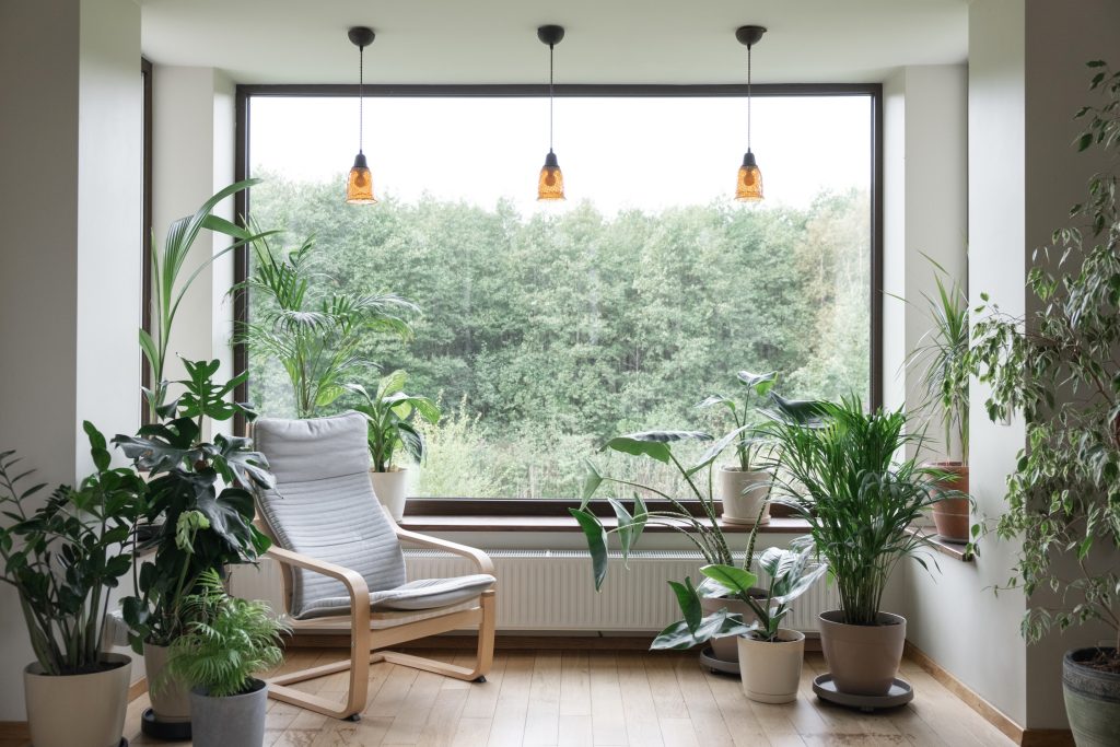 How To Support Indoor Plants as They Grow Taller