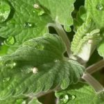 Catnip! Good for Cats, Good for Humans