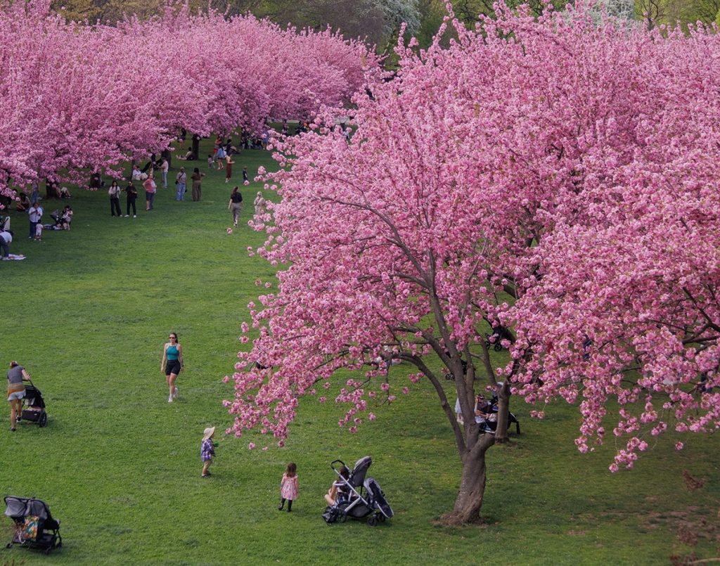 Cherry Blossom Season in Brooklyn Is at Peak Right Now