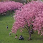 Cherry Blossom Season in Brooklyn Is at Peak Right Now