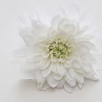 Poetic Guide: Whispering Herbs and Celestial Light