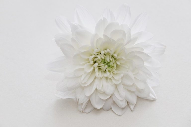 Poetic Guide: Whispering Herbs and Celestial Light