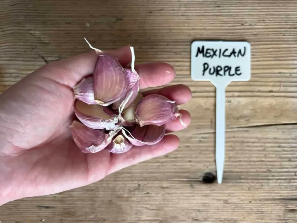 Discover the Bold Flavor of Mexican Purple Garlic