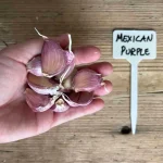 Discover the Bold Flavor of Mexican Purple Garlic Discover the Bold Flavor of Mexican Purple Garlic