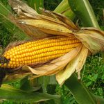 17 Vegetables to Plant in May for Excellent Harvest