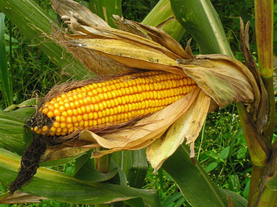 17 Vegetables to Plant in May for Excellent Harvest