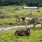 Poetic Guide: Whispering Pines – Where Timber & Tranquility Weave