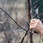 Top 5 Ideas: Weaving Dandelion Clocks & Courting Fireflies Top 5 Ideas: Weaving Dandelion Clocks & Courting Fireflies