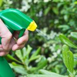 What Are Some Alternatives to Chemical Pesticides?