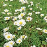 The Surprising Benefits of Rewilding Your Garden