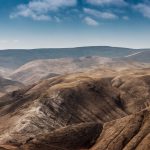 Eco How-To Embracing Roosts Within Hollowed Trees