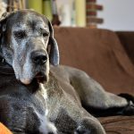 Eco How-To: Cultivating Symbiosis Beneath Towering Canopy