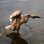 Eco How-To: Nurturing Wildflowers in Stone’s Embrace