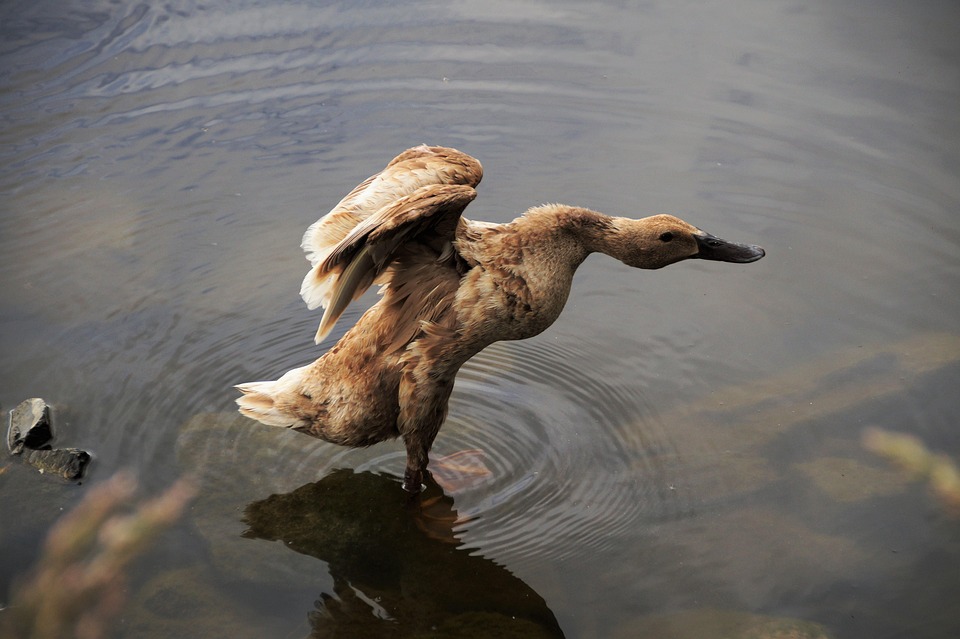 Eco How-To: Nurturing Wildflowers in Stone’s Embrace