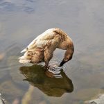 Symbolic Essay: The Pine’s Quiet Rusthe in Opened Soil