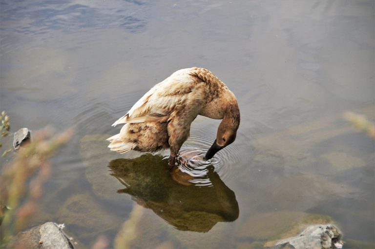Symbolic Essay: The Pine’s Quiet Rusthe in Opened Soil
