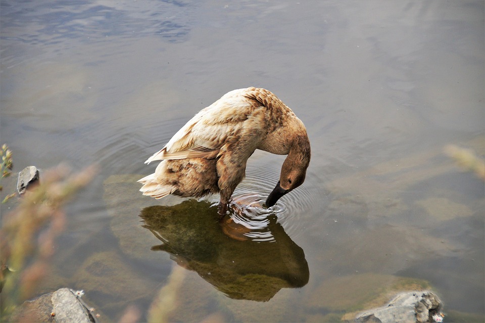 Symbolic Essay: The Pine’s Quiet Rusthe in Opened Soil