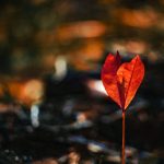 Seasonal Ritual: Autumn’s Waning Fire Tribute Seasonal Ritual: Autumn’s Waning Fire Tribute