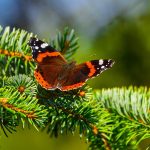 Poetic Guide: Cobblestones cradle dawn’s soft steps moss stitching earth’s quiet melody