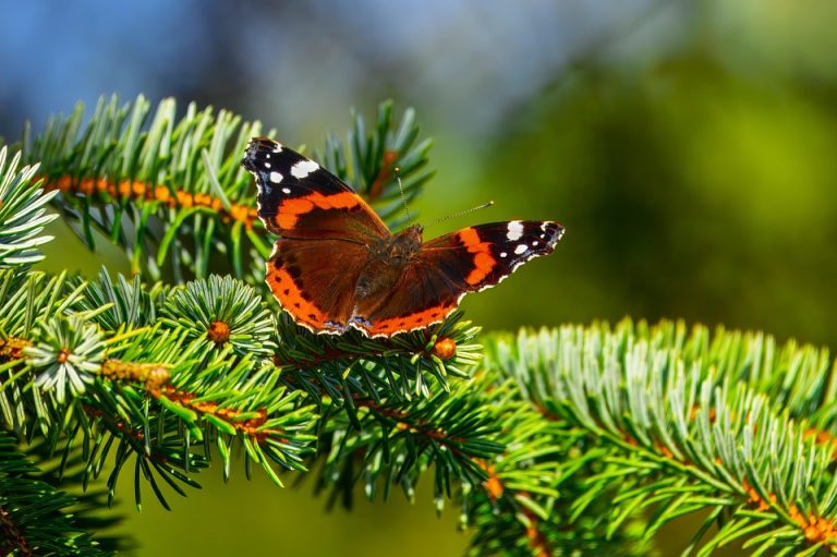 Poetic Guide: Cobblestones cradle dawn’s soft steps moss stitching earth’s quiet melody