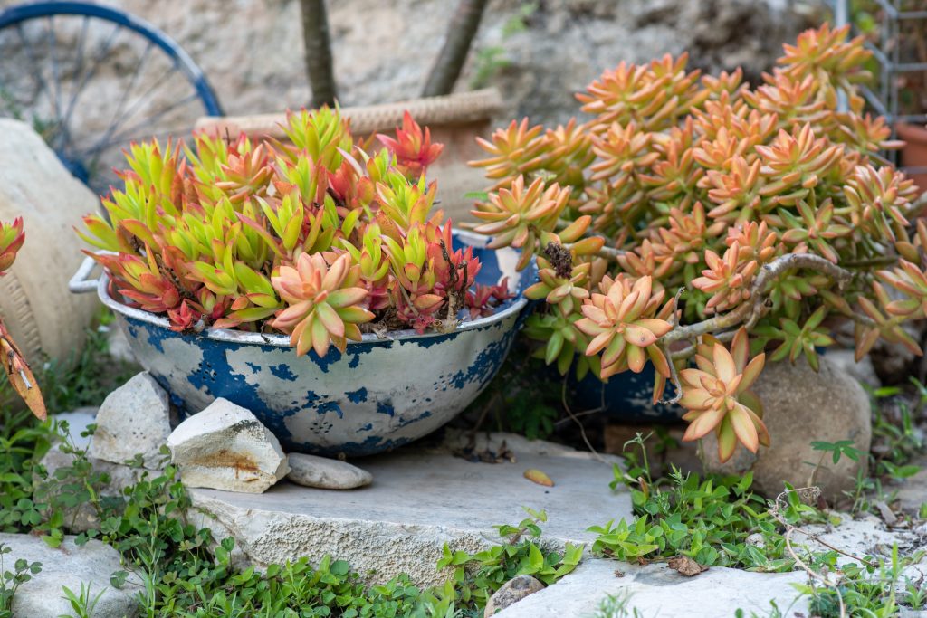 Unexpected Objects You Can Use as Planters