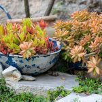 Unexpected Objects You Can Use as Planters