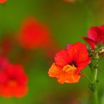 Seasonal Ritual of Asphalt Blossoms