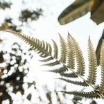 Symbolic Essay of hidden cottontail bridges & moonlit appleseed